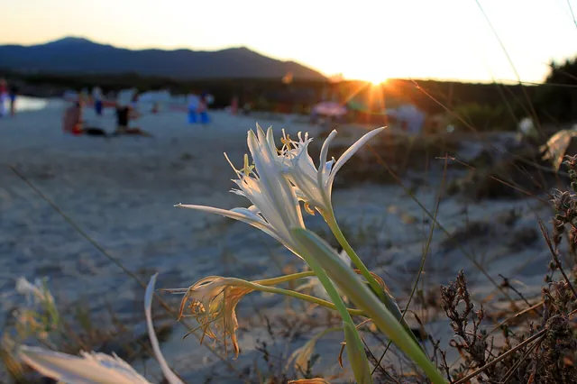 Spiaggia Bianca nel territorio di Golfo Aranci