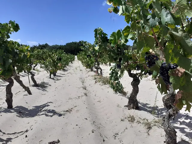 Paesaggio sabbioso di Spiaggia Grande a Calasetta